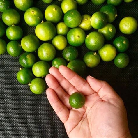 calamansi in tagalog|Calamansi in Tagalog.